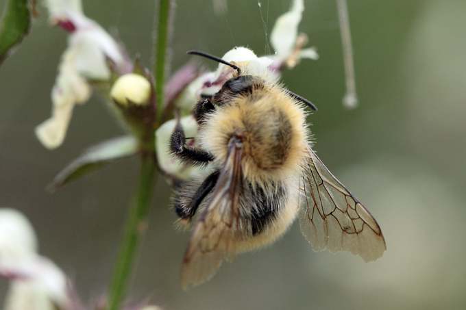 Bombus Pascuorum?